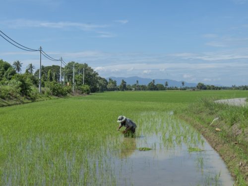 宋明家／《國家糧食安全政策2030》真能扭轉馬來西亞農食格局？