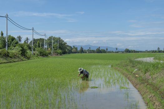 宋明家／《國家糧食安全政策2030》真能扭轉馬來西亞農食格局？